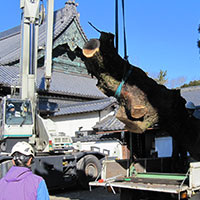 古い樹木の撤去
